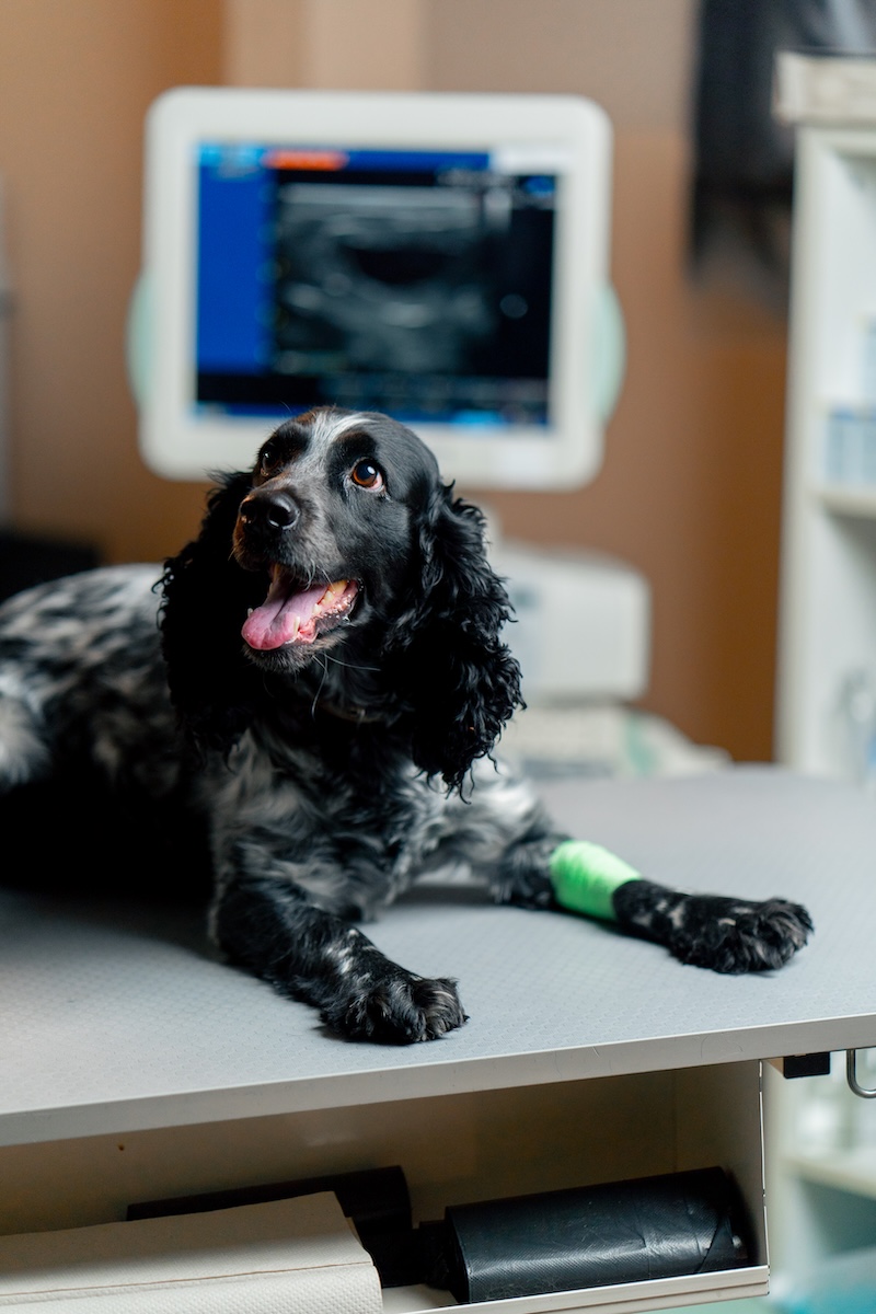 dog in veterinary clinic